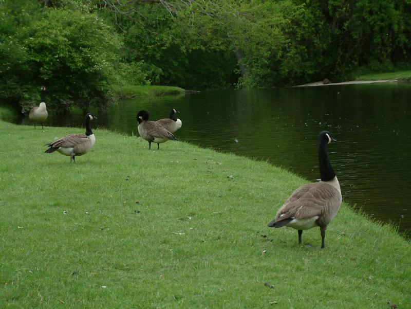 Geese