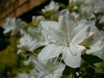 More of that white flower