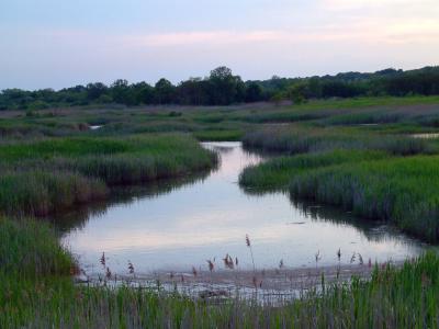 The marsh