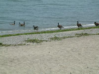 Line of geese walking to water
