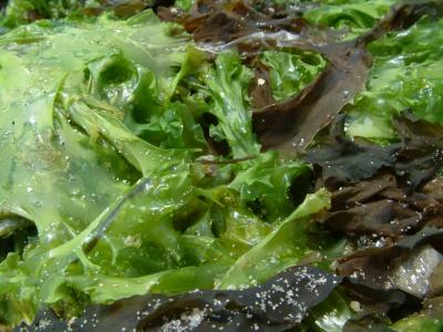 Seaweed, macro