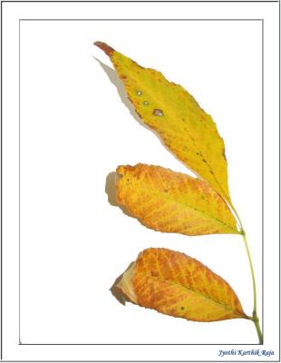 u29/yardbird/medium/34533243.leaf12.jpg