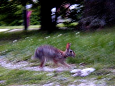 Cottontail Running