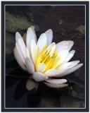 DSC_1413wf_waterlily.jpg