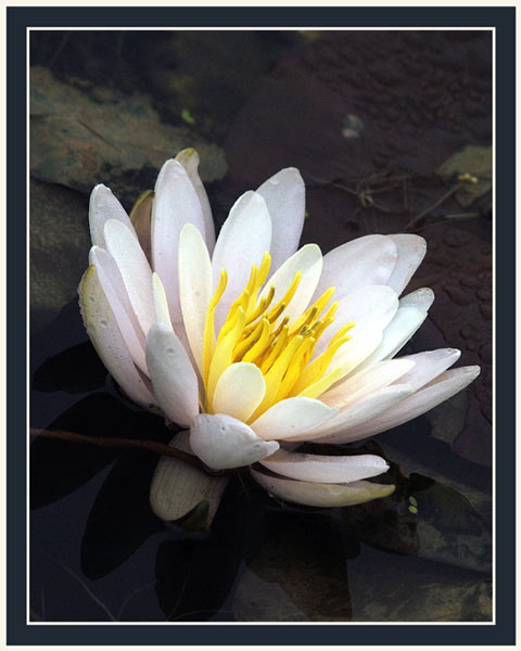 DSC_1413wf_waterlily.jpg