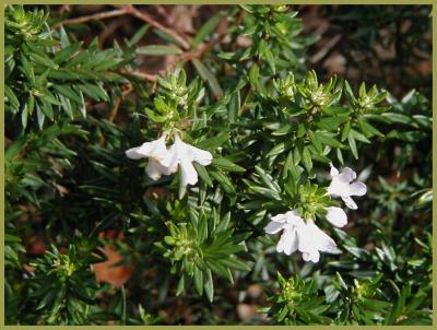 Westringia fruticosa