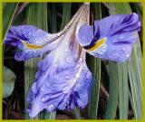 Iris unguicularis