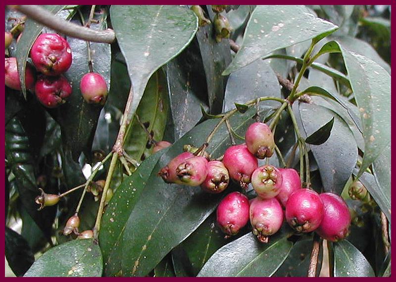 Syzygium luehmannii - Riberry.