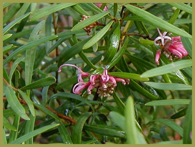 Grevillea - pink