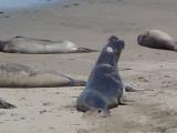 Point Piedras Blancas