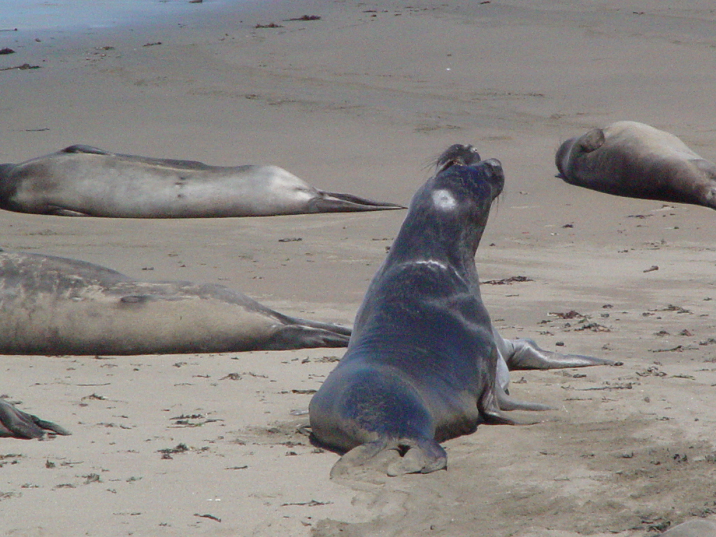 Point Piedras Blancas
