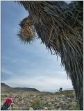 Joshua Tree Grove on the way to Death Valley