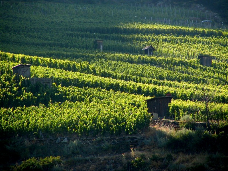 la vigne , Valais