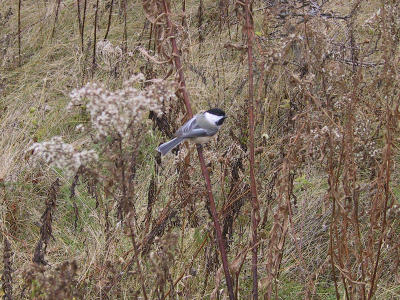 Black-capped Chickadee