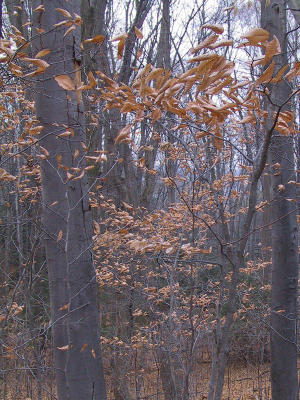 Kortright Centre