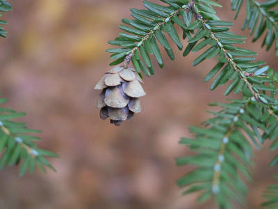Hemlock Cone
