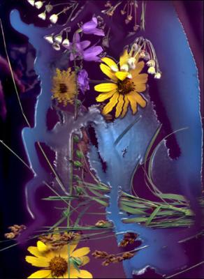 Digital Flowers Portfolio 2002