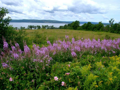Lupine and Wild Roses