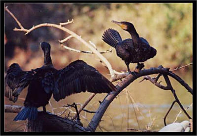 Cormorants sun bathing.jpg