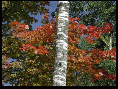 Early Fall near Duluth MN.jpg