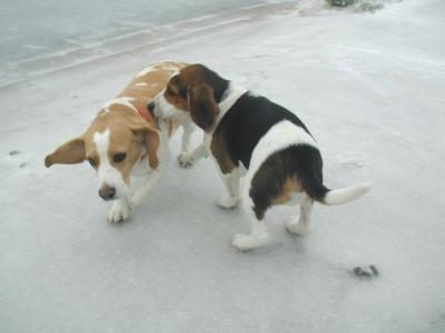 beagle heat