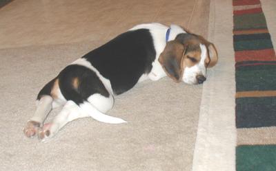olaf in full all out snooze