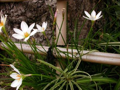 u3/bryan_murahashi/medium/6420112.DSCN2849_Crocus.jpg