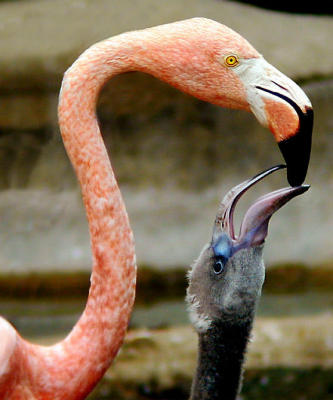 Flamingo and baby