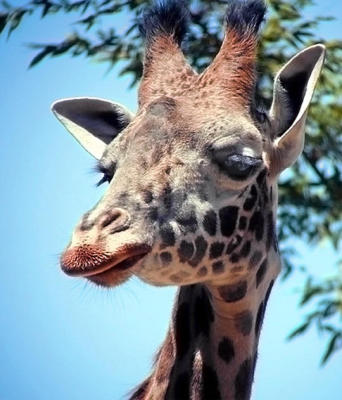 Giraffe using  Kenko