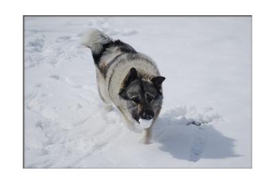 Have you ever seen a dog who fetches snowballs?