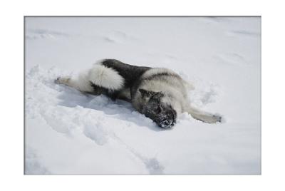 He does an otter belly slide in the snow.
