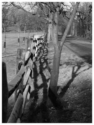 Fence line