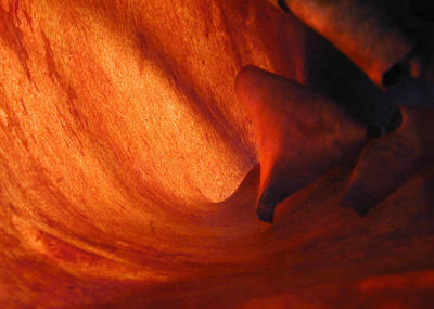 Inside Manzanita Bark.jpg