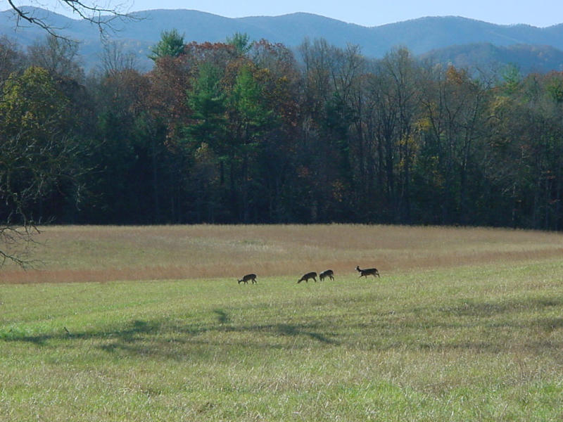 Deer cross a meadow in Cades Cove