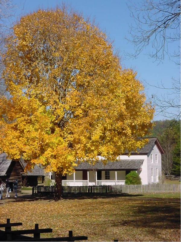 A pastoral scene in Cades Cove