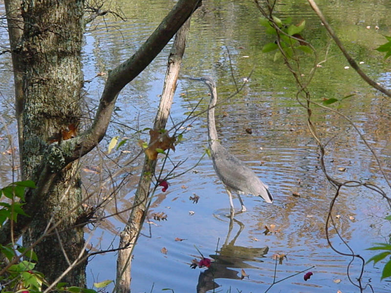 A heron stops in at Radnor Lake