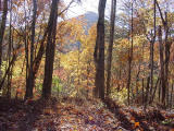 Fall color in the Smokies
