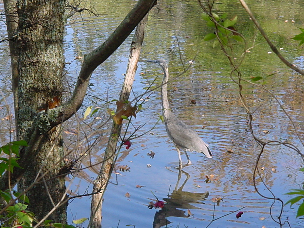 A heron stops in at Radnor Lake