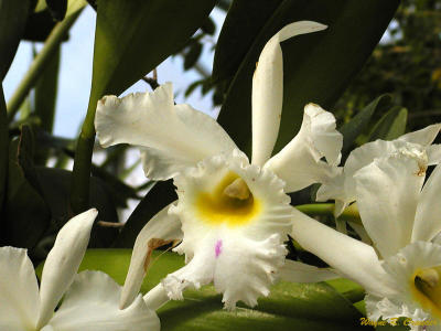 White Orchids.jpg