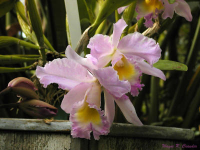 Pastel Orchid.jpg