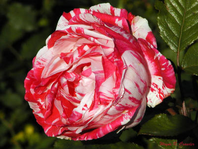 red and white rose.jpg