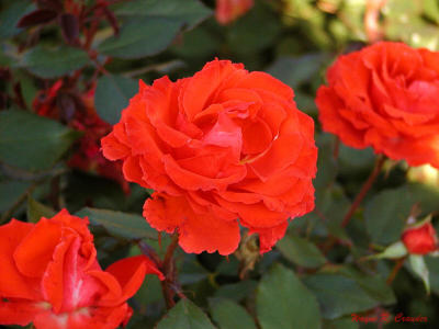 Nov red rose.jpg