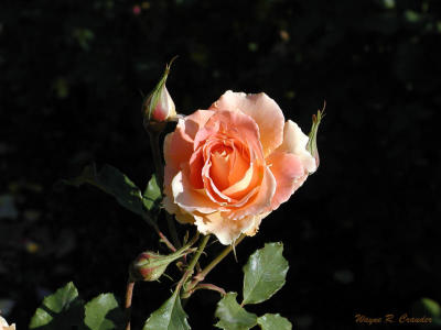 Nov pastel rose 1.jpg