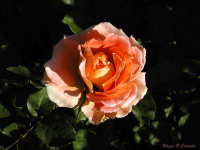 Nov pastel rose 2.jpg