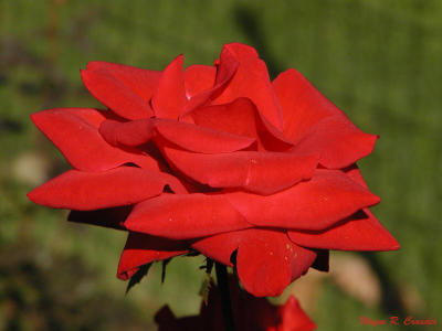 Nov Red Rose 2.jpg