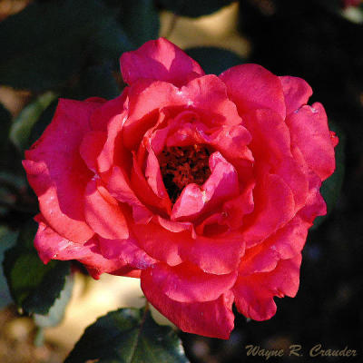 Red Rose 4.jpg