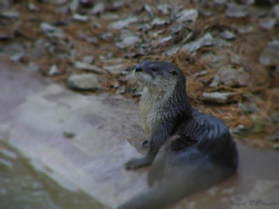 River Otter.jpg