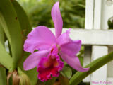 Orchid.jpg