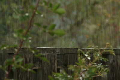 DSCF5915.JPG>rain on fence 50%