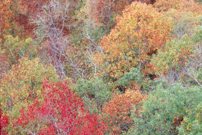Fall color below Mather Lodge Scan697.jpg